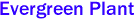 Evergreen Plant