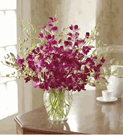 Exotic Breeze Orchids