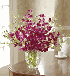 Exotic Breeze Orchids 
