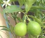 Exotic Fruit - Citrus Fruit Trees  