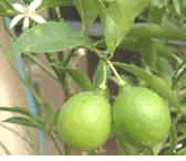 Exotic Fruit - Citrus Fruit Trees  