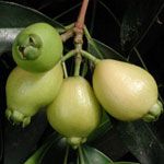 Exotic Fruit - Rose Apple, Jambo  