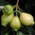 Exotic Fruit - Rose Apple, Jambo  