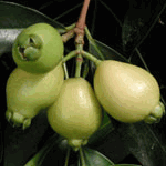 Exotic Fruit - Rose Apple, Jambo  