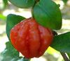 Exotic Fruit - Surinam Cherry, Barbados Cherry