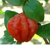 Exotic Fruit - Surinam Cherry, Barbados Cherry