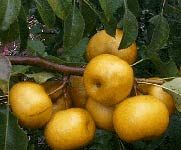 Exotic Fruits - Asian Pears.  