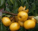 Exotic Fruits - Asian Pears.  