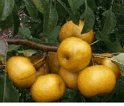 Exotic Fruits - Asian Pears.  