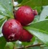 Exotic Fruits - Guava  