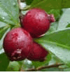 Exotic Fruits - Guava  