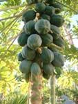 Exotic Fruits - Papaya  Cay Du Du