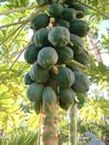Exotic Fruits - Papaya  Cay Du Du