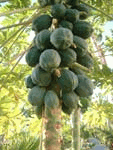 Exotic Fruits - Papaya  Cay Du Du