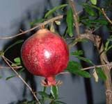 Exotic Fruits - Pomegranate  