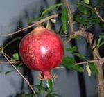 Exotic Fruits - Pomegranate  