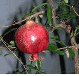 Exotic Fruits - Pomegranate  