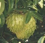 Exotic Fruits - Sour Sop, Guanabana, Graviola