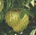 Exotic Fruits - Sour Sop, Guanabana, Graviola