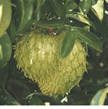 Exotic Fruits - Sour Sop, Guanabana, Graviola
