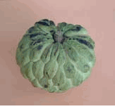 Exotic Fruits - Sweet Sop, Custard Apple 