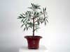 Ficus (C�y Si l� liểu)- 
