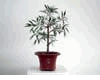 Ficus (C�y Si l� liểu)- 