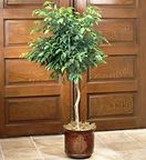 Ficus Floor Plant