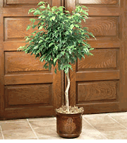 Ficus Floor Plant