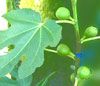 Fig, Higo , Figue , Feige , Fico, (Sung ) 
