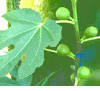 Fig, Higo , Figue , Feige , Fico, (Sung �) 