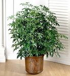 Floor Plant