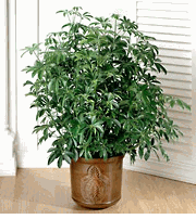 Floor Plant