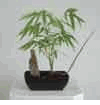 Flora Exotica - Exotic Foliage  and Plants