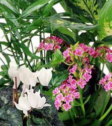 Florist Designed Blooming New Year-TET