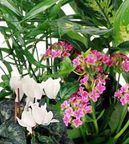 Florist Designed Blooming New Year-TET