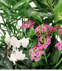 Florist Designed Blooming New Year-TET