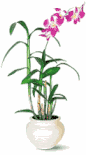 Flowers For Business Gifts( Corporate Gifts)