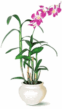 Flowers For Business Gifts( Corporate Gifts)