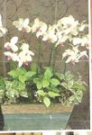 Four Orchid Plant