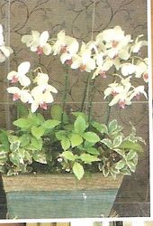 Four Orchid Plant