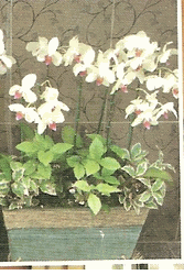 Four Orchid Plant