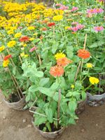 French Daisy Plants- Bloom 2pots