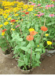 French Daisy Plants- Bloom 2pots