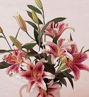 Fresh Pink Stargazer Lilies Bouquet (Wrap)