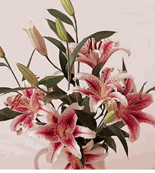 Fresh Pink Stargazer Lilies Bouquet (Wrap)