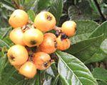 Fruits - Japanese plum, Loquat. 
