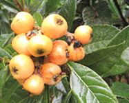 Fruits - Japanese plum, Loquat. 