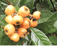 Fruits - Japanese plum, Loquat. 