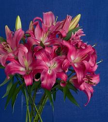 Fuchsia Lily Bouquet 5 stems